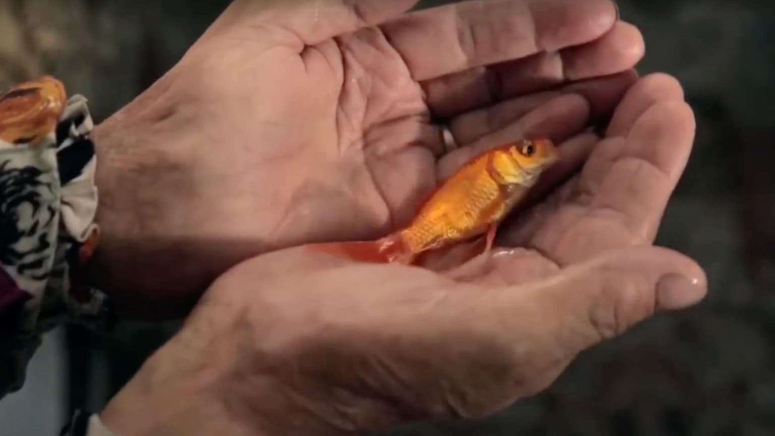 Fish